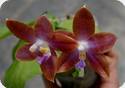 Phal. Jiaho Purple Eagle